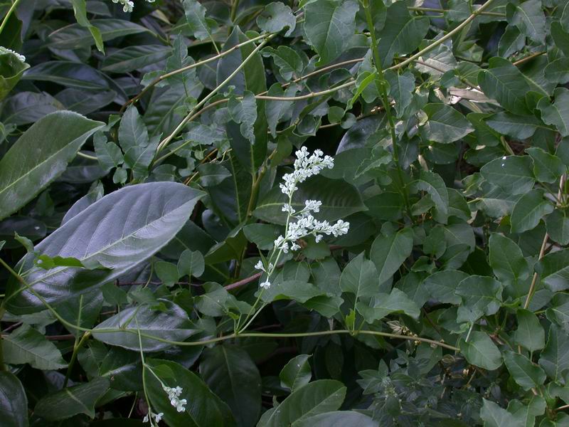 Fallopia baldschuanica (=Fallopia aubertii)  / Poligono del Turkestan